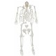 Esqueleto Humano Adulto Completo e desarticulado