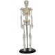 Esqueleto Humano Adulto completo 42cm