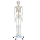 Esqueleto Humano Adulto Completo com 1,80M