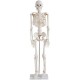 Esqueleto Humano Adulto Completo  com 85cm
